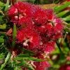 Shrubs Callistemon Viminalis Captain Cook