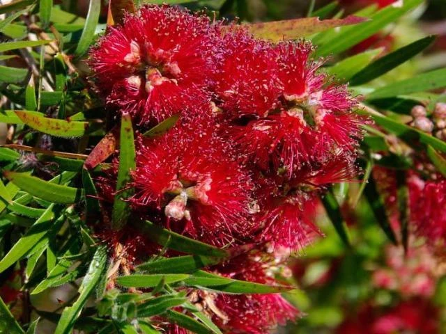 Shrubs Callistemon Viminalis Captain Cook 3 Shrubs Callistemon Viminalis Captain Cook