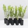 Ozbreed Shrubs Callistemon Viminalis Macarthur 'LC01' PBR