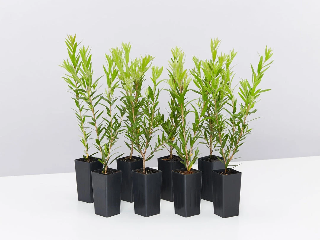 Ozbreed Shrubs Callistemon Viminalis Macarthur 'LC01' PBR 3 Ozbreed Shrubs Callistemon Viminalis Macarthur 'LC01' PBR