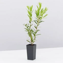 Ozbreed Shrubs Callistemon Viminalis Macarthur 'LC01' PBR 8 Ozbreed Shrubs Callistemon Viminalis Macarthur 'LC01' PBR