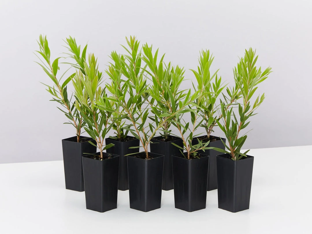 Shrubs Callistemon Viminalis Captain Cook 4 Shrubs Callistemon Viminalis Captain Cook