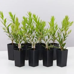 Shrubs Hedging Plants Callistemon Viminalis Rose Opal (Compact Shrub)