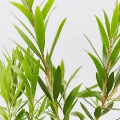 Ozbreed Shrubs Callistemon Viminalis Slim ‘CV01’ Native Hedge