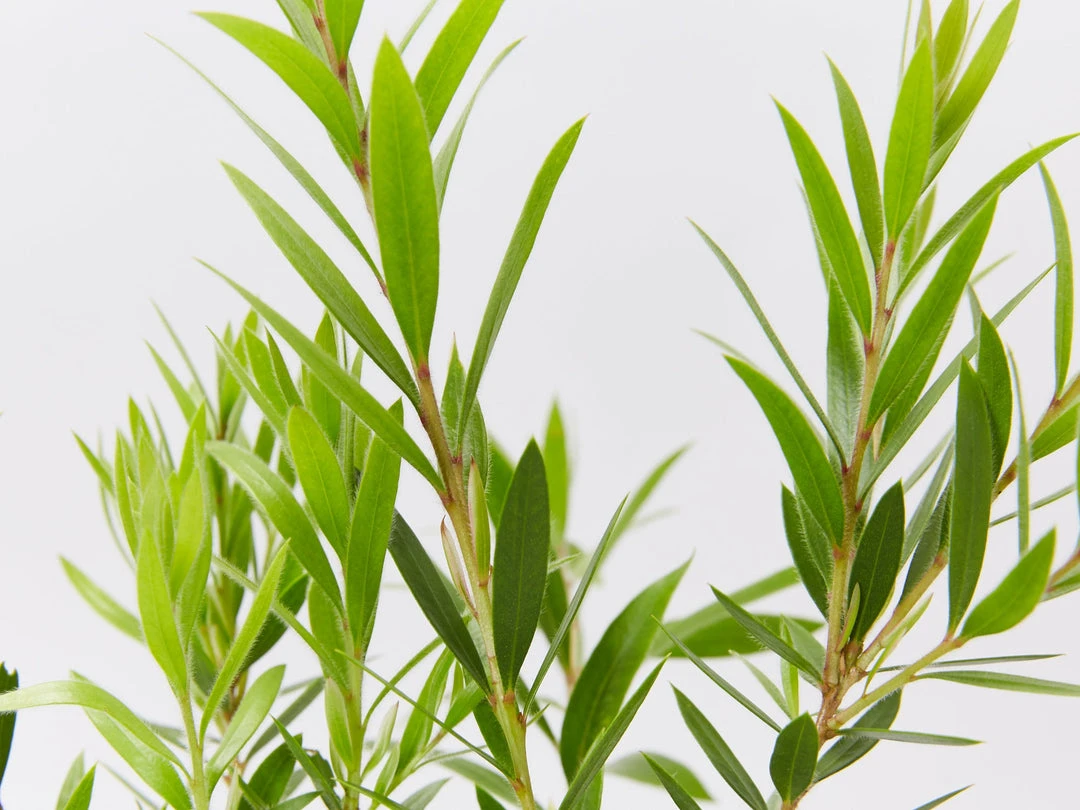 Shrubs Callistemon Viminalis Captain Cook 5 Shrubs Callistemon Viminalis Captain Cook