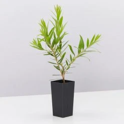 Ozbreed Shrubs Callistemon Viminalis Slim ‘CV01’ Native Hedge