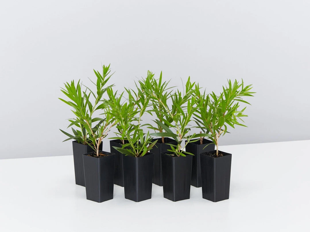 Shrubs Callistemon Viminalis Wildfire