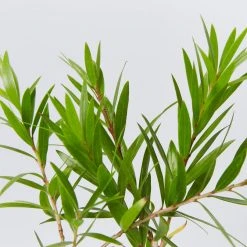 Shrubs Callistemon Viminalis Wildfire