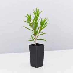 Shrubs Callistemon Viminalis Wildfire