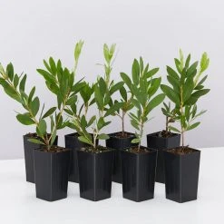 Shrubs Callistemon Citrinus White Anzac