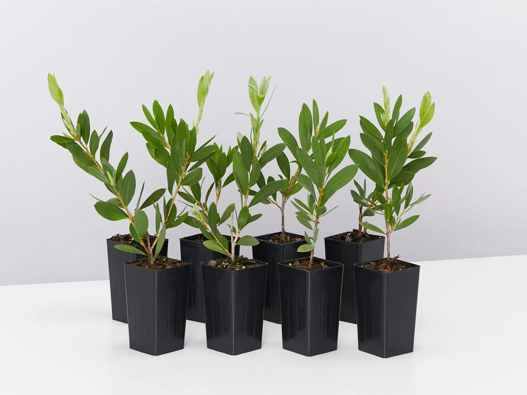 Shrubs Callistemon Citrinus White Anzac 4 Shrubs Callistemon Citrinus White Anzac