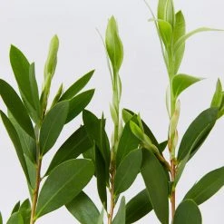 Shrubs Callistemon Citrinus White Anzac 9 Shrubs Callistemon Citrinus White Anzac