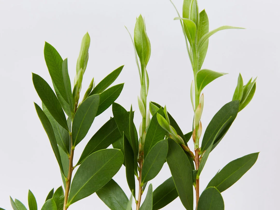 Shrubs Callistemon Citrinus White Anzac 5 Shrubs Callistemon Citrinus White Anzac