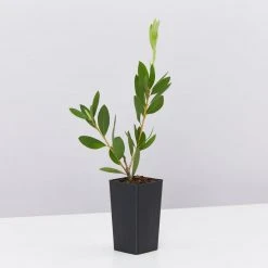 Shrubs Callistemon Citrinus White Anzac 10 Shrubs Callistemon Citrinus White Anzac