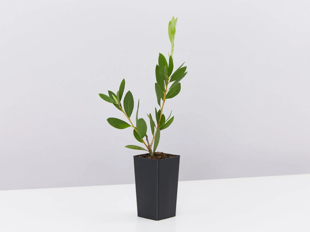 Shrubs Callistemon Citrinus White Anzac 6 Shrubs Callistemon Citrinus White Anzac