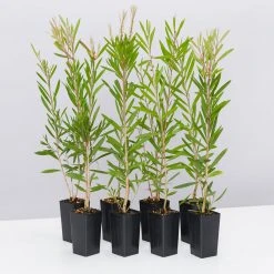 Shrubs Callistemon Citrinus Pink Champagne