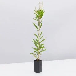 Shrubs Callistemon Citrinus Pink Champagne