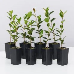 Shrubs Camellia Sasanqua Sparkling Burgundy