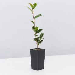 Shrubs Camellia Sasanqua Leslie Ann