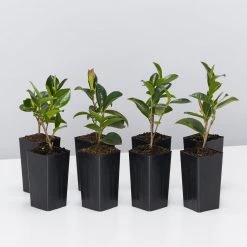 Shrubs Camellia Sasanqua Cherilyn