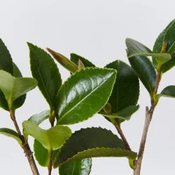 Shrubs Camellia Sasanqua Cherilyn