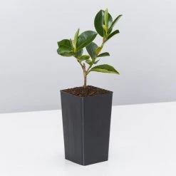 Shrubs Camellia Sasanqua Cherilyn