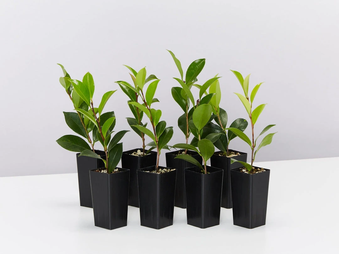 Hedge Camellia Sasanqua 'Plantation Pink' (pale Pink Flower) 3 Hedge Camellia Sasanqua 'Plantation Pink' (pale Pink Flower)