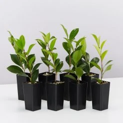 Shrubs Camellia Japonica Erin Farmer (blush White Pink Flower)