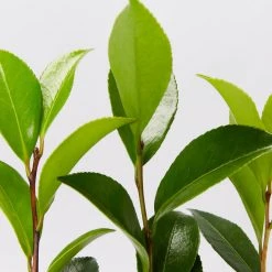 Hedge Hedging Plants Camellia Sasanqua 'Dazzler' (rose Red Flower)