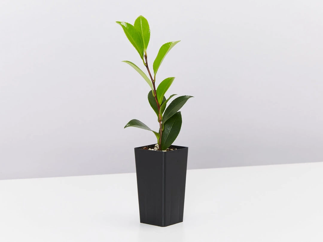 Hedge Camellia Sasanqua 'Plantation Pink' (pale Pink Flower) 6 Hedge Camellia Sasanqua 'Plantation Pink' (pale Pink Flower)