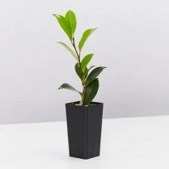 Hedge Shrubs Camellia Assorted Pack