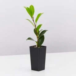 Shrubs Camellia Sasanqua Hiryu