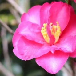 Shrubs Camellia Sasanqua Cherilyn