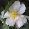Shrubs Camellia Sasanqua Exquisite