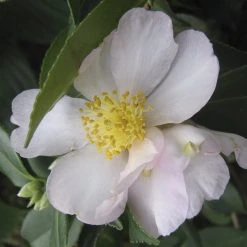 Shrubs Camellia Sasanqua Exquisite