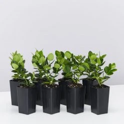 Hedge Carissa Grandiflora 'Desert Star'