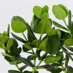 Hedge Carissa Grandiflora 'Desert Star'