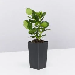 Shrubs A Full Sun - Totally Minimal Effort Garden Pack