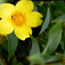 Shrubs Gelsemium Sempervirens Full Sun