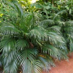 Plants In A Box Chamaedorea Atrovirens 'Cascade Palm' Screening Plants 10 Plants In A Box Chamaedorea Atrovirens 'Cascade Palm' Screening Plants