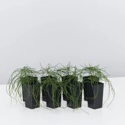 Shrubs Casuarina Glauca Prostrate 'Cousin It'