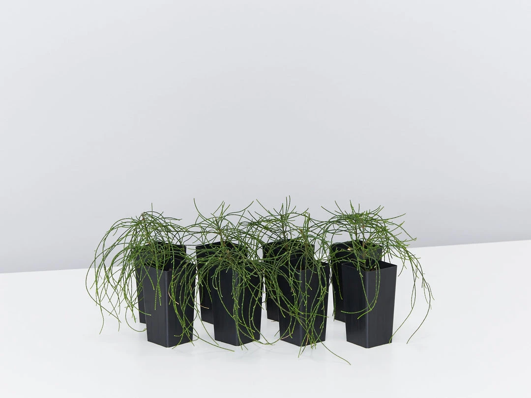 Shrubs Casuarina Glauca Prostrate 'Cousin It' 3 Shrubs Casuarina Glauca Prostrate 'Cousin It'