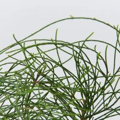 Shrubs Casuarina Glauca Prostrate 'Cousin It' 11 Shrubs Casuarina Glauca Prostrate 'Cousin It'