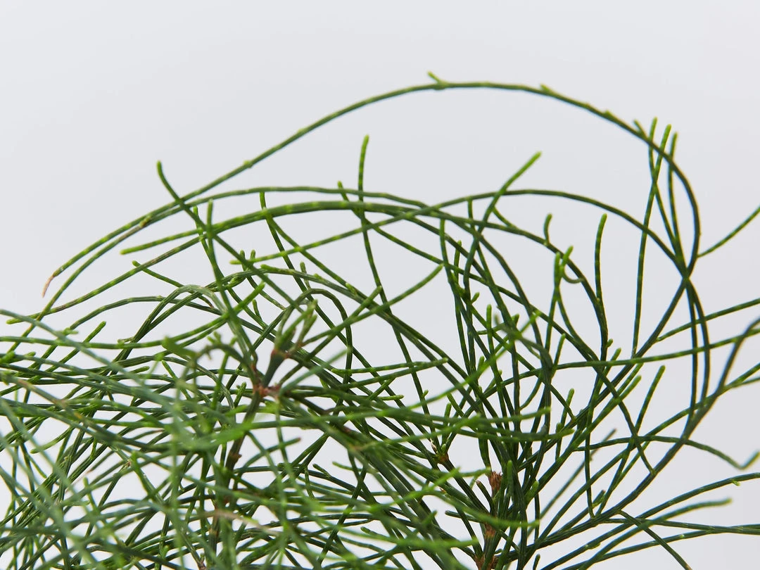 Shrubs Casuarina Glauca Prostrate 'Cousin It' 6 Shrubs Casuarina Glauca Prostrate 'Cousin It'