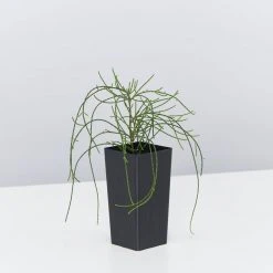 Shrubs Casuarina Glauca Prostrate 'Cousin It' 12 Shrubs Casuarina Glauca Prostrate 'Cousin It'