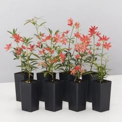 Hedge Ceratopetalum Gummiferum Alberys Red Shrubs