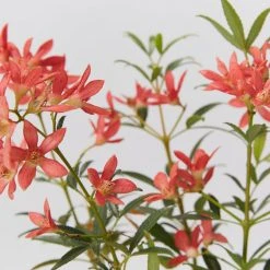 Hedge Ceratopetalum Gummiferum Alberys Red Shrubs