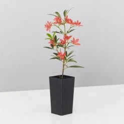 Hedge Ceratopetalum Gummiferum Alberys Red Shrubs