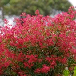Hedge Ceratopetalum Gummiferum Alberys Red Shrubs