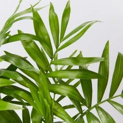 Shrubs Screening Plants The Easy Care Plant Pack - Trio 17 Shrubs Screening Plants The Easy Care Plant Pack - Trio